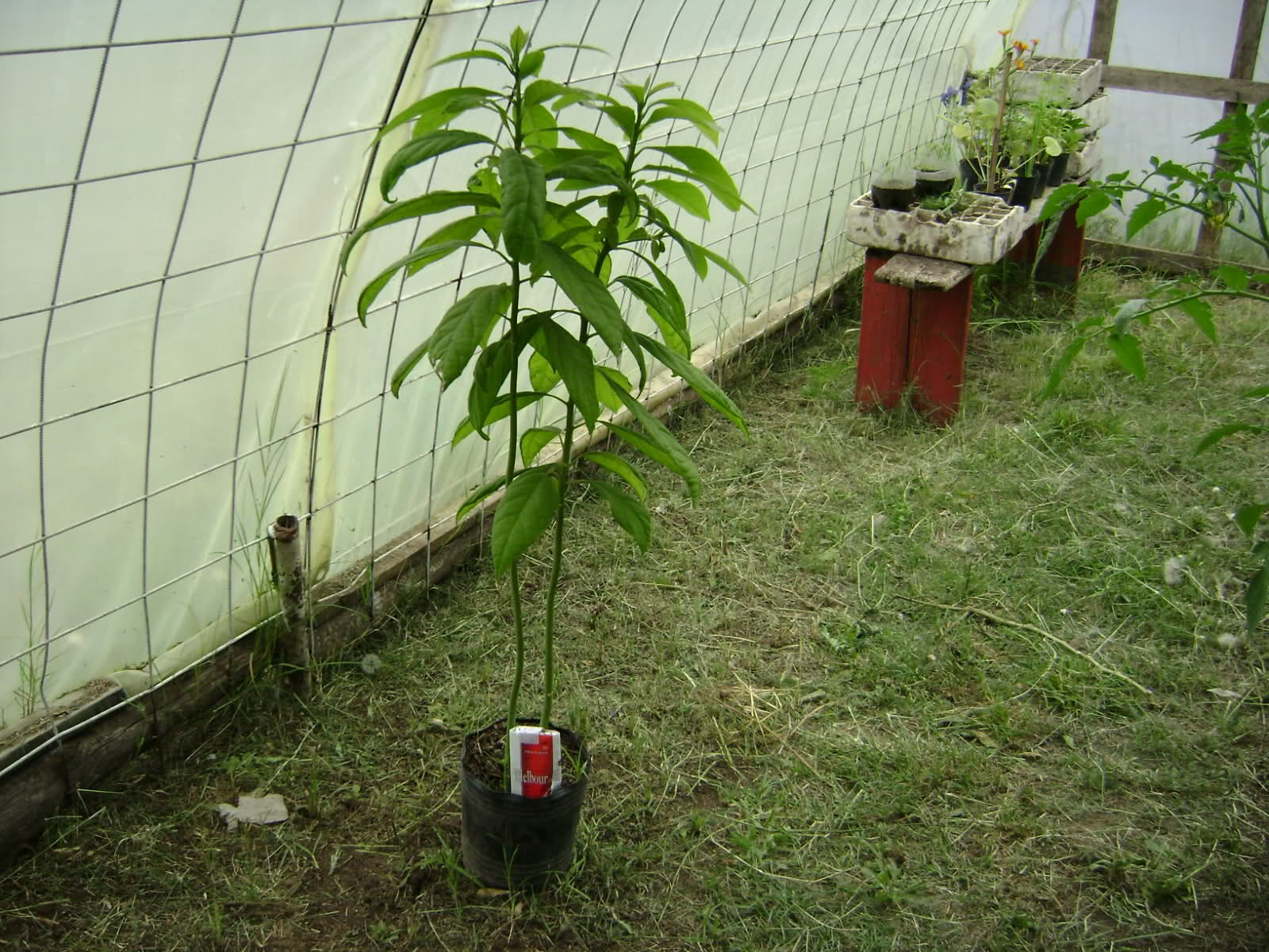 20fq04.jpg