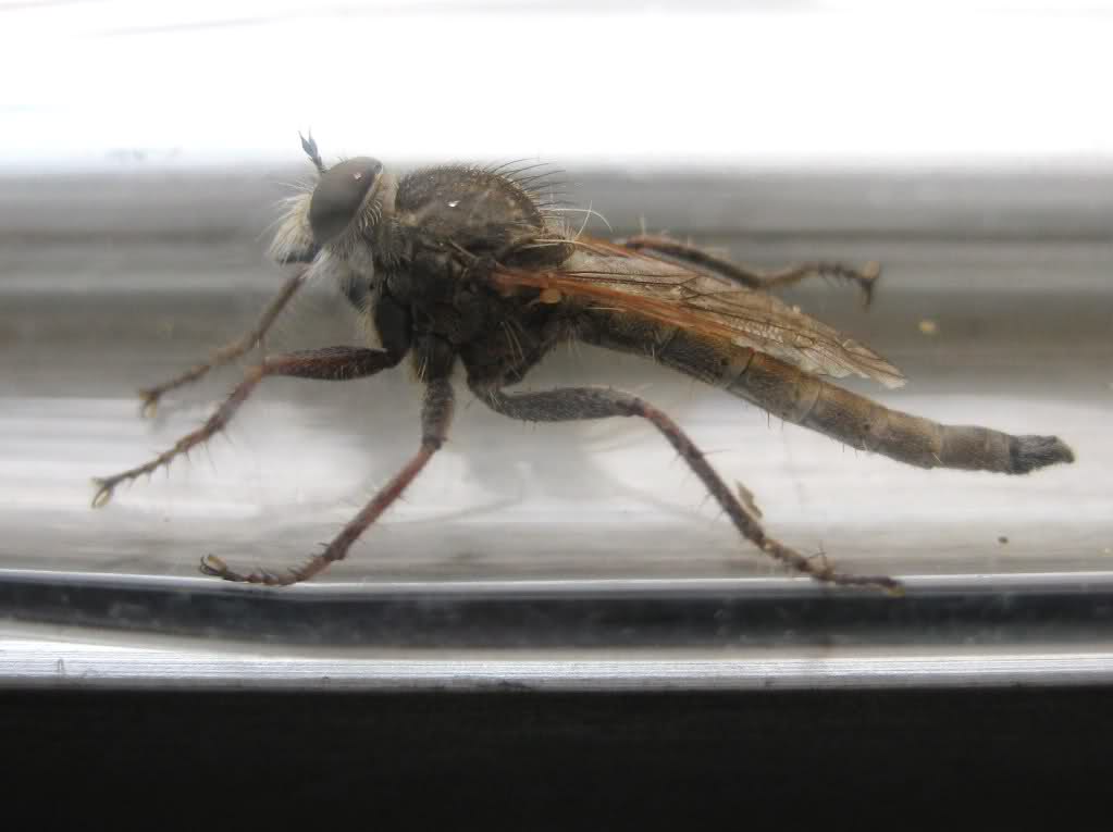 20frp68.jpg