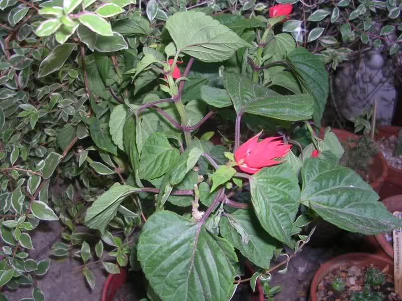 20p6b2w.jpg