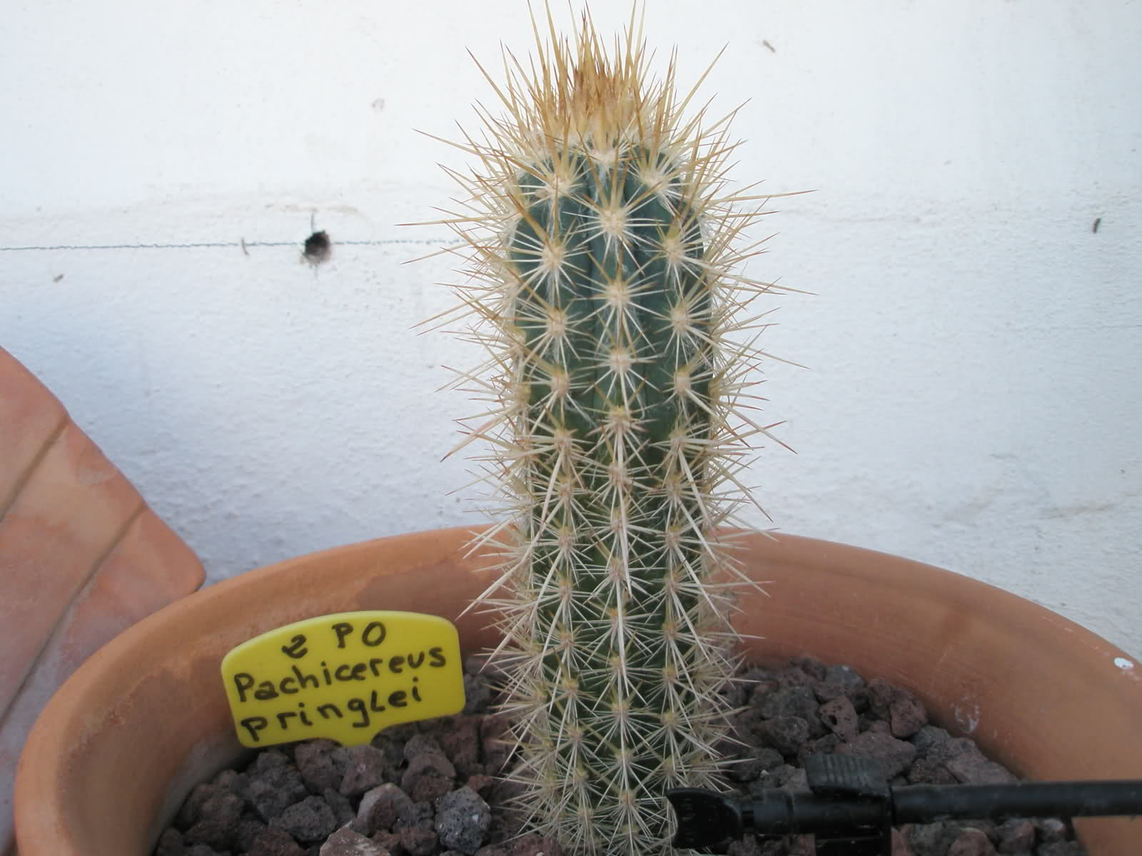 20s9g75.jpg