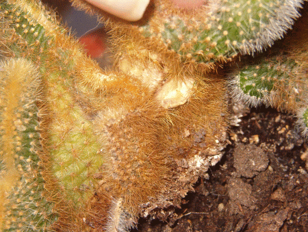 21-04-07 003.gif