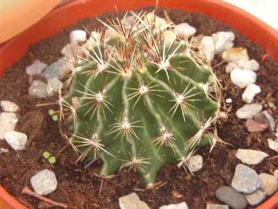 21-04-07 042.gif