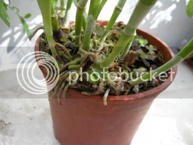 21-09-2014035_zpsa28c03ad.jpg