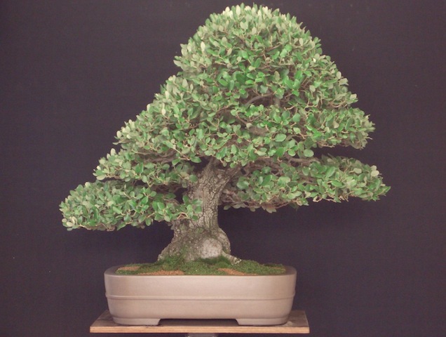 21-quercus-ilex-bonsai.JPG