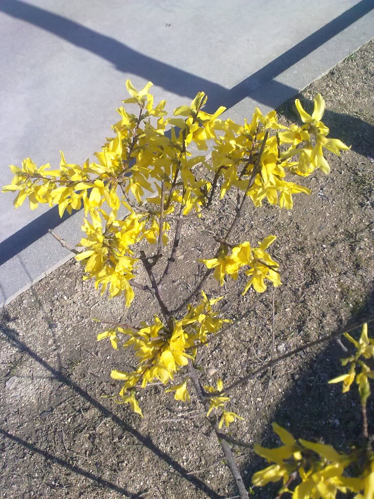 21032011225.jpg