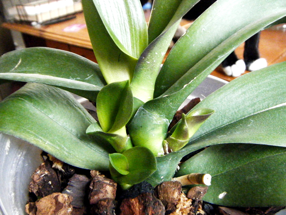 21045d1249193474-phalaenopsis-basal-keikis-multiple-remove-keiki1.jpg