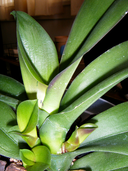21046d1249193474-phalaenopsis-basal-keikis-multiple-remove-keiki2.jpg