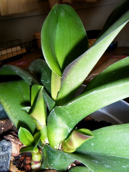 21047d1249193474-phalaenopsis-basal-keikis-multiple-remove-keiki3.jpg