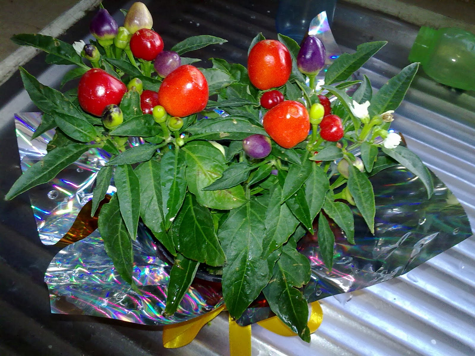 21062010737.jpg