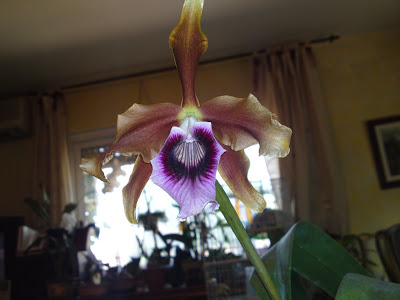 21072010355.JPG