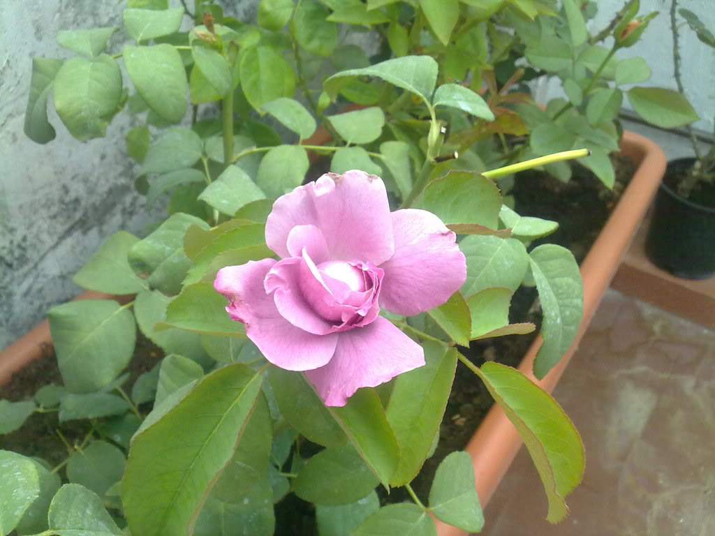 21072010625.jpg