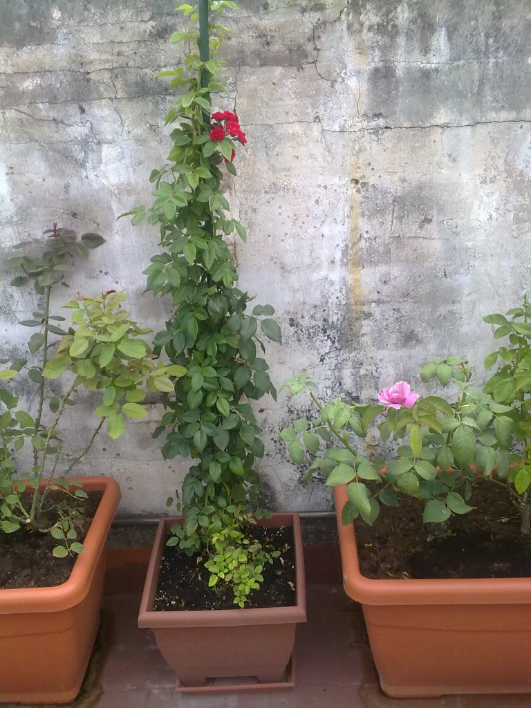 21072010627.jpg