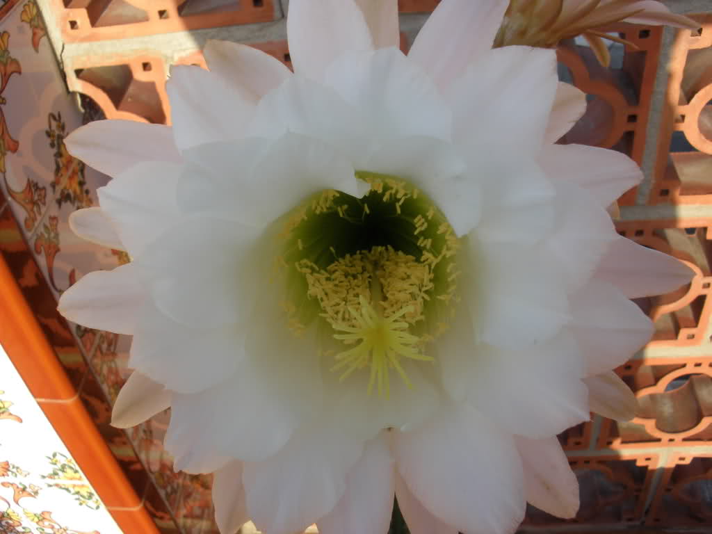 21270px.jpg