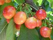 213-cereza.jpg