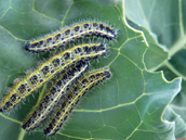 213-cruciferas.jpg