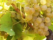 213-garnacha.jpg