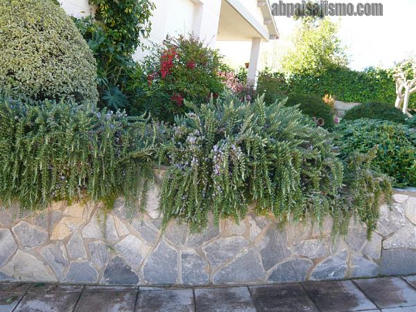 21379d1301675377t-remodelacion-de-jardin-bajo-pinos-p1060690.jpg