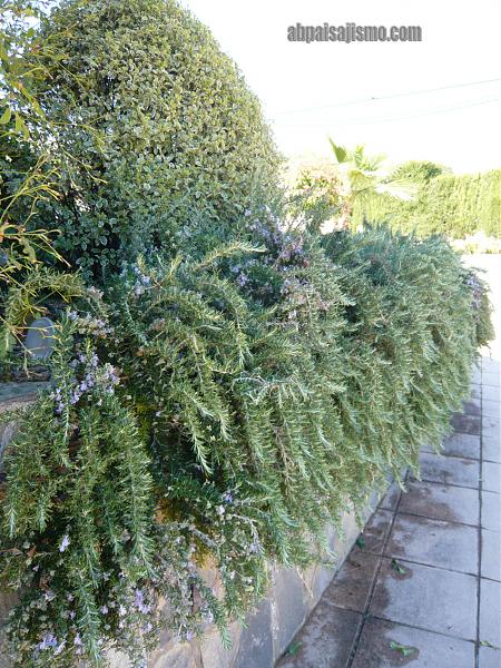 21380d1301675377t-remodelacion-de-jardin-bajo-pinos-p1060697.jpg