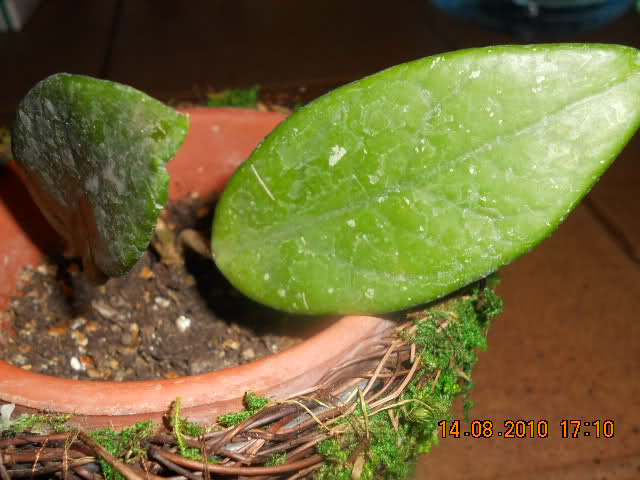 213p66c.jpg