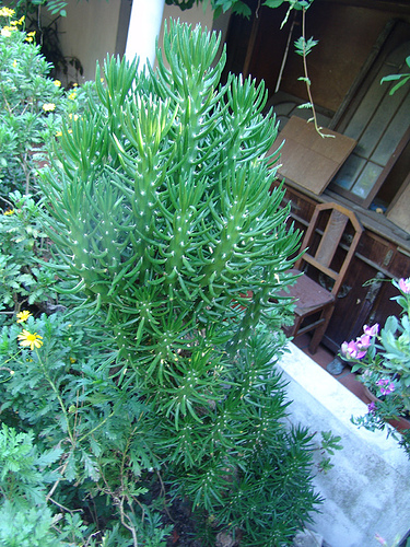 214878533_8c2cd259d3.jpg