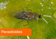 215x150xparasitoides.jpg