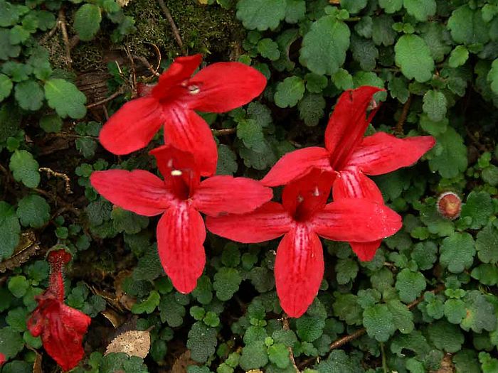 2160_Asteranthera%20ovata%20flowers%20(Chile)_in%20nature_walter%20teague.jpg