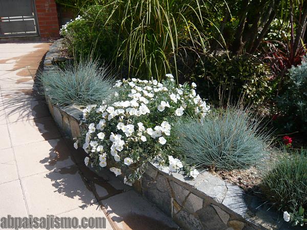 21829d1302455102t-remodelacion-de-jardin-bajo-pinos-p1060710convolvulus-festucas.jpg