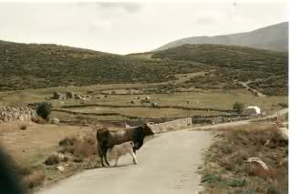 2191c85.jpg