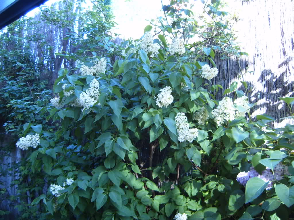 2196tmv.jpg