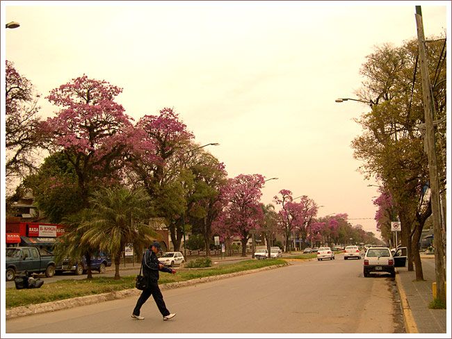 21bi58_lapacho_rosado_tucuman_mundoenbicicleta.jpg