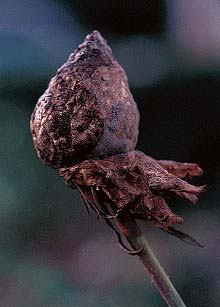 21botrytis-bloomrot3.jpg