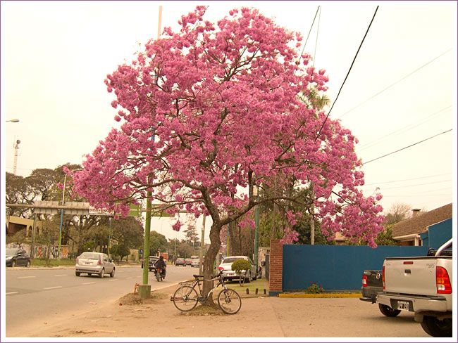 21i58_lapacho_rosado_tucuman_mundoenbicicleta.jpg