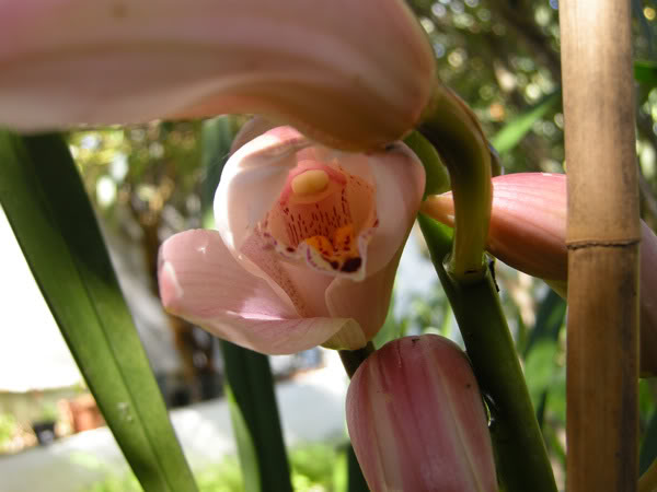 22-02-09-019jpg-cym-rosa.jpg