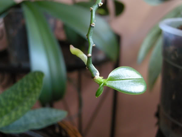 22-02-09-036jpg-Keiki-equestris.jpg