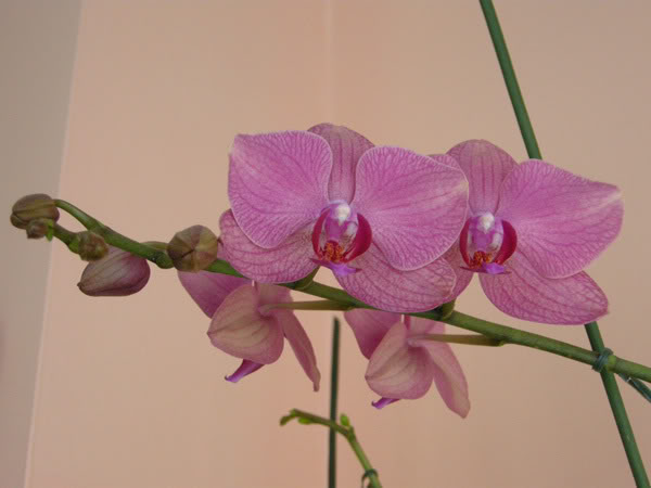 22-02-09-044jpg-Phal-rosa-nervus.jpg
