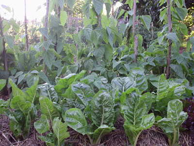 22-06 acelga+frejoles.jpg