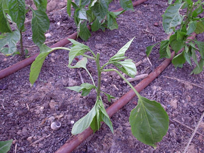 22-06 pimiento sin cabeza.jpg