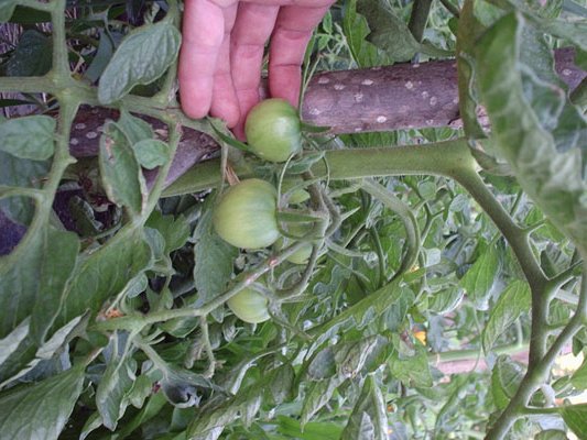 22-06 primeros tomatitos.jpg