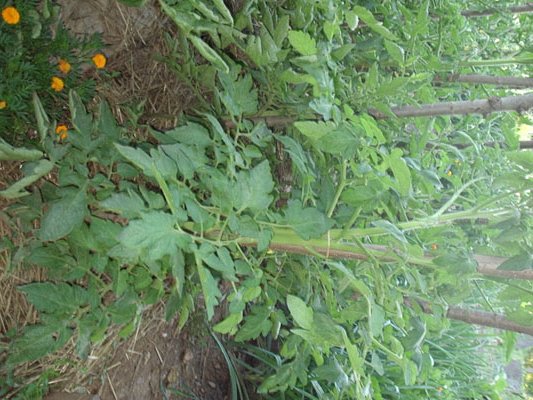 22-06 tomate colgar.jpg