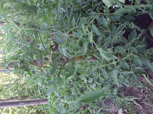 22-06 tomate1.jpg