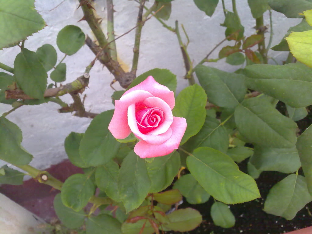 22072010635.jpg