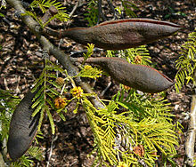 220px-Acacia_caven_5.jpg