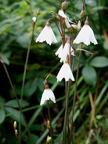 220px-Acis_autumnalis006.jpg