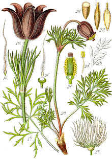 220px-Anemone_pratensis_Sturm41.jpg