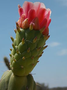 220px-Austrocylindropuntia_subulata_01.JPG