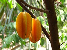 220px-Averrhoa_carambola_Fruit.JPG