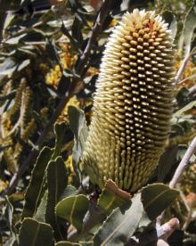 220px-Banksia_sceptrum_bud_Kings_Park_email.jpg