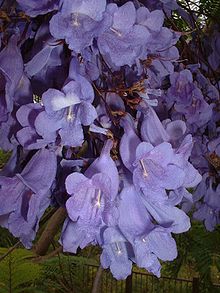220px-BlueJacarandaFlowers.jpg