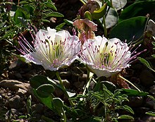 220px-C._spinosa-1.JPG