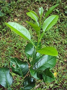 220px-Citrus_aurantifolia_leaves.jpg